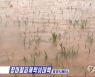 북한 평양시 협동농장에 침수된 논벼들의 모습