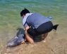 해변에 밀려온 돌고래 해경·관광객 도움으로 안전하게 바다로.."우영우에게 안부 전해줘"