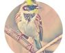 [우리땅,우리생물] 봄을 알려주는 ‘노랑턱멧새’