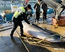 고성 문암항 앞바다서 혼획된 밍크고래