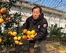 군산시, 기후변화 대응 아열대작물 재배 추진