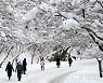 '눈 쌓인 내장산'