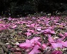 떨어진 애기동백 꽃잎