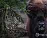 GERMANY ANIMAL CHRISTMAS
