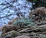 GERMANY ANIMAL CHRISTMAS