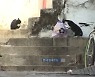 이창무 교수 "도시재생 7년, 잃어버린 7년" [전효성의 시크릿 부동산]