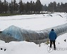 북극발 한파·폭설에 제주 월동 채소·비닐하우스 피해 우려