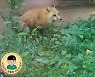 [슬기로운 동물원 생활] 청주동물원의 불청객 붉은여우 구출작전