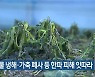 전북, 농작물 냉해·가축 폐사 등 한파 피해 잇따라