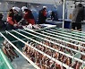 살코기 캔·묵은지 통조림에서 반건조·구이·어간장 제품까지..축제 무산 화천군 "산천어 별미 팝니다"