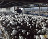 충남도농기원, 겨울철 고품질 버섯 생산..환기 필수