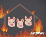 신안서 돈사 불..돼지 1000여 마리 소사