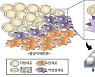 "비만이 암을 악화" 지방세포 지방산이 암세포 전이 일으킨다