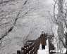 [오늘의 날씨] 제주(11일, 월)..눈·비, 산지 최대 15cm 눈 추가