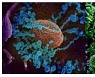 일본서 제3의 변이 코로나바이러스 감염 첫 발견