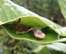 개구리 사냥하는 거미, 나뭇잎 엮어 덫으로 사용