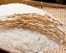 쌀, 보관 잘못하면 '발암물질' 생긴다고?