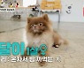 '개는 훌륭하다' 이경규, 스스로 밤까먹는 강아지에 "경이로워" 감탄
