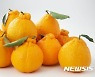 제주 한라봉·천혜향 3월 이후 출하하면 장려금 지급
