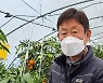 정읍 육지 만감류 '홍예향', 제주 '레드향'보다 고품질 '각광'