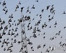 INDIA BIRD FLU