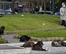 ITALY ANIMALS PANDEMIC CORONAVIRUS COVID19