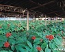금산군, 41억5600만원 투입 인삼·약초농가 등 지원