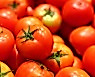 토마토 vs 방울토마토, 어디에 영양소 더 많을까?
