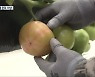 몇십 년 만의 한파..시설 농작물 관리 '비상'
