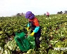전남 농수산식품 방사능 오염도 검사 '안전 판정'