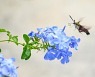 '곤충 종말' 막기 위한 8가지 실천