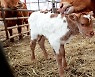 '흰 소의 해'에 태어난 흰 송아지..이름도 '복덩이'