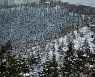 [사진] 겨울왕국 된 은평구 봉산