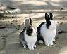 '방치 논란' 인천 센트럴파크 토끼, 서식 환경 개선된다