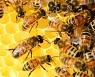 개미, 꿀벌 같은 사회적 동물들 집단지능 비밀 풀렸다