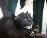 INDONESIA CRIME WILDLIFE TRADING