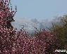 작년 제주 온난화·이상기상 현상 '뚜렷'..따뜻한 겨울과 긴 장마