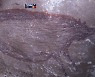 세계 最古 동굴벽화 인니 술라웨시섬서 발견