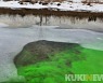 영월 서강에 유입된 '정체불명' 녹색 액체..조사 착수