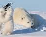 엄마 낮잠 자는 사이 '티격태격'하는 두 아기 북극곰 포착