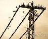 MIDEAST PALESTINIANS ANIMALS BIRDS