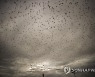 MIDEAST PALESTINIANS ANIMALS BIRDS