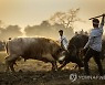 India Buffalo Fight