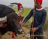 India Buffalo Fight