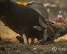 India Buffalo Fight