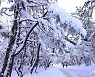 제주 산지·북부 대설주의보..산지 최대 7cm 눈
