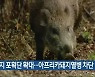 멧돼지 포획단 확대..아프리카돼지열병 차단