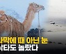 [영상] 사하라 사막이 '설국'으로.. 중동 사막에도 50년 만에 눈