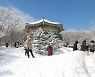 눈 쌓인 제주 1100고지