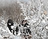 상고대 핀 제주 한라산 1100고지